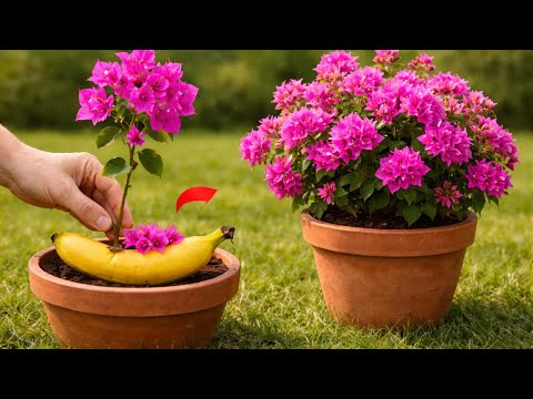 Just One Banana! Bougainvillea Propagation Made Easy.