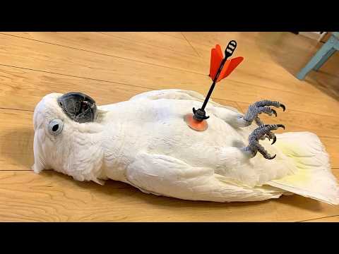 Overdramatic Parrots Who Deserve an Oscar 😂 Funny Parrot Videos 2026