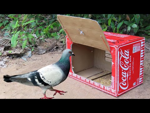 Easy Simple Pigeon Trap Using Coca-Cola Box With Woods - Best Method Bird Trap