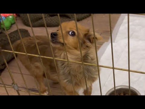 Puppy Zlata scolded her kittens/The signature porridge was a complete disaster.