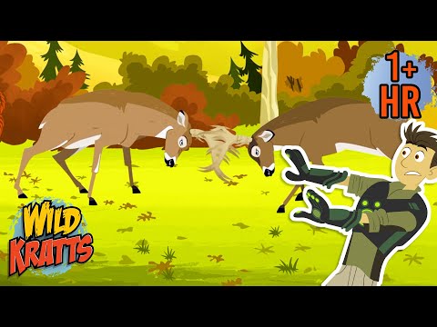 A Deer Showdown | Creature Combat | Animals for Kids | Wild Kratts