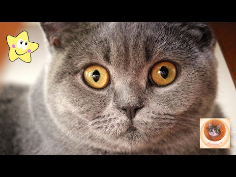 СМЕШНЫЕ И ОЗОРНЫЕ КОШКИ 😂 Жизнь без них скучна!