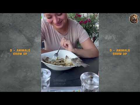 Animals That Asked People for Help & Kindness! #32 | D-Animal Grow Up