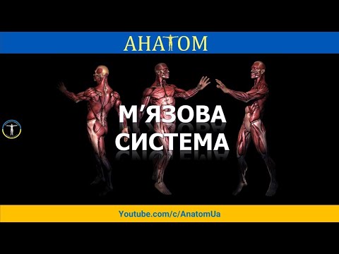 М’ЯЗОВА СИСТЕМА