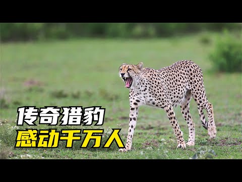 獵豹西貝拉：慘遭獵狗圍攻，女兒為何主動養老？「感人動物紀錄片」