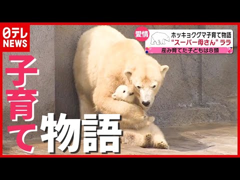 ８頭を産み育てた“スーパーお母さん”！ 絶滅の危機…ホッキョクグマ「ララ」の子育て物語（2021年6月11日放送「news every.」より）