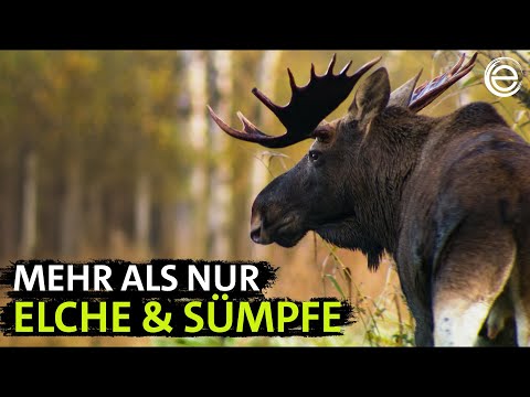 Wildes Skandinavien ‒ Schweden | Erlebnis Erde