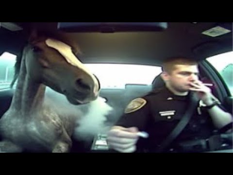 외국 웃긴 밈 모음 V21