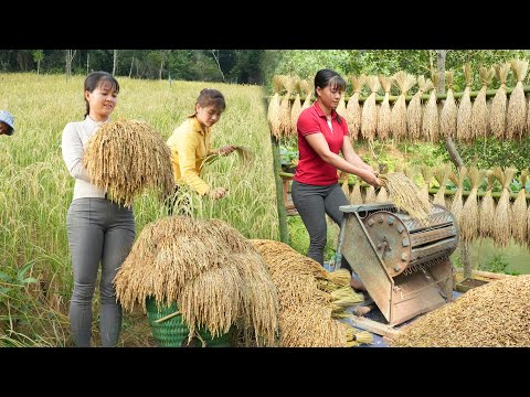 REWIND TIMELAPSE --670 Days Harvesting Rice, Wild Tuber, Radish,.../Phương's Story