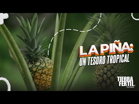 La piña: Un tesoro tropical