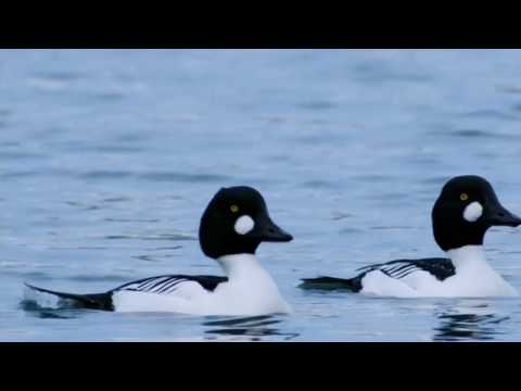 Мир Диких уток