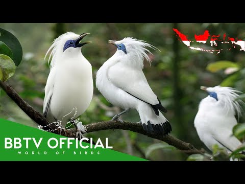 Birds Of Indonesia | Most Beautiful Birds Found in Indonesia You've Never Seen | BBTV Official