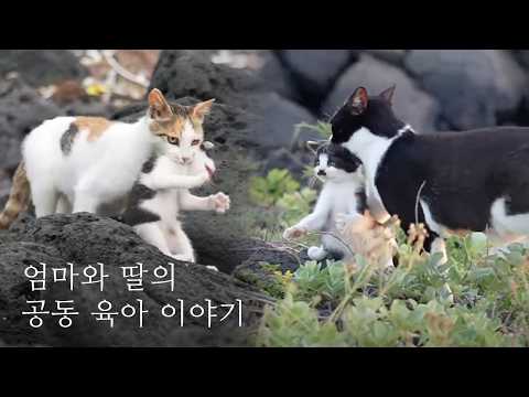 바다에서 새끼 고양이들을 지키기 위한 어미들의 희생과 노력 | 공동육아 몰아보기