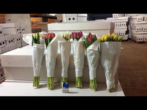 Холодильная камера для охлождения, укоренения, и цветка🌷💐💐