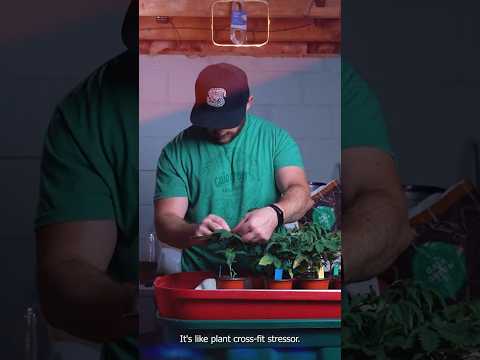 Let the Journey from Sprout to Fire Begin π± #germination #topping #gardeningtips #timelapse