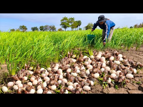 Best unique fishing! catch a lot of crabs and pick duck eggs at rice field by hand skill