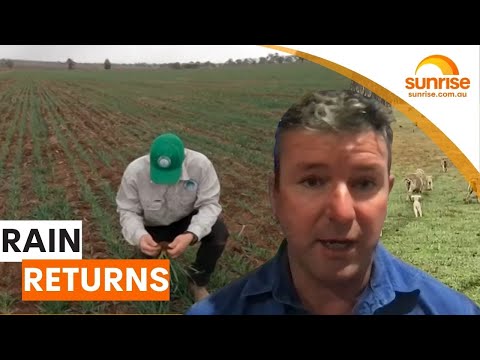 Farmers welcome downpour, but drought concerns remain | Sunrise