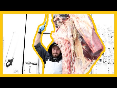 Beef Breakdown - Hindquarter Breakdown On the Table