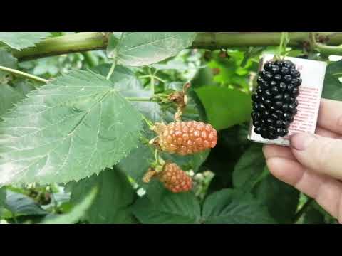 Ежевика Бжезина, Небеса могут подождать, Лох Тей, 17.07.23 г.