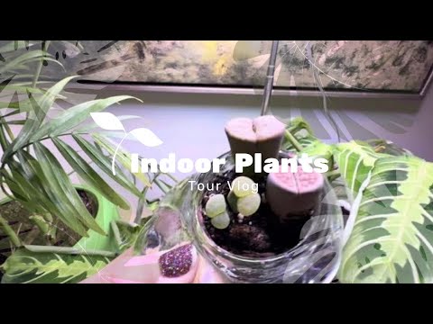 House Plant Tour / IKEA Milsbo Greenhouse Cabinets