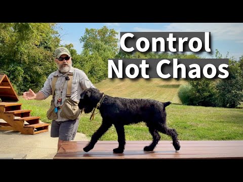 Create a Safe & Reliable Guard Dog with Simple, Traditional, Basic Obedience Training