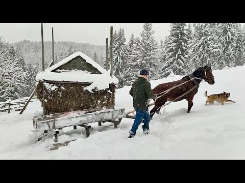 Quiet family life in a mountain village in the winter Carpathians(FULL VIDEO)