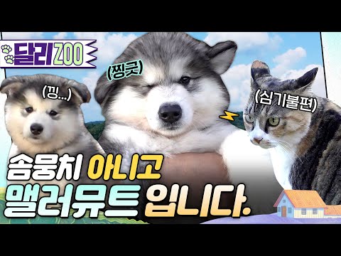[🐕#달리ZOO] 오구 귀여워라🩵하나도 둘도 아닌 일곱이나?! 맬러뮤트 7꼬물이를 소개합니다! #TV동물농장 #달리 #DALI