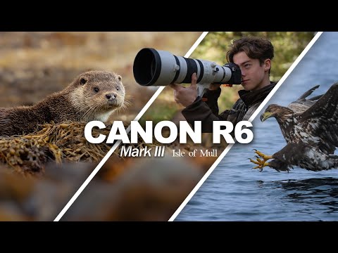 Wildlife photography on the Isle of Mull – Canon EOS R6 Mark III