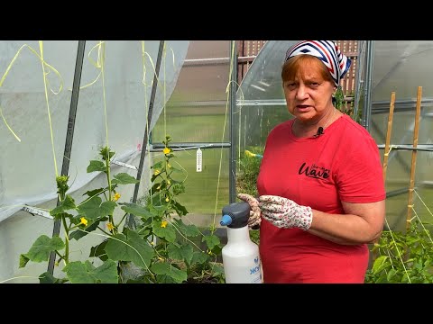 Spraying cucumbers against spider mites.