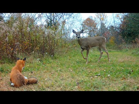 Adorable Fox Pup Meets Snake and Deer