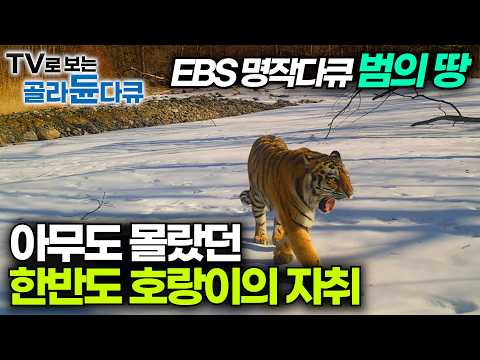 아무도 몰랐던 한반도의 호랑이가 사라진 이유｜한국 호랑이의 모든 것｜범의 땅｜다큐프라임｜#골라듄다큐