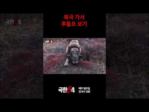 [극한84] 장래희망: 산타 할아버지 #극한84 #기안84 #마라톤