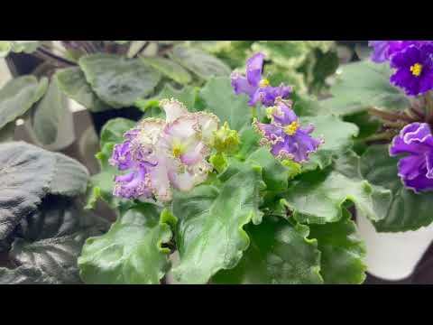 Blooming violets in early July 2025