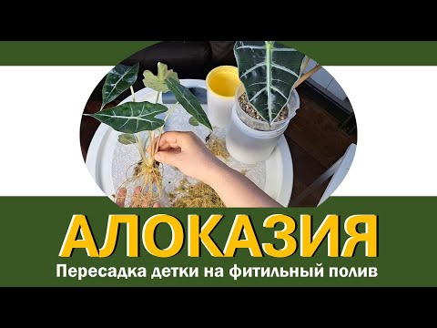 АЛОКАЗИЯ: перевод детки на фитильный полив