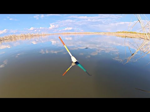 Ловля крупного карася и сазана на удочку с поплавком. Рыбалка в спокойном месте.