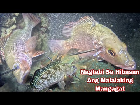 Episode 648 Nagtabi Sa Hibasan Ang Malalaking Mangagat night spearfishing Philippines 