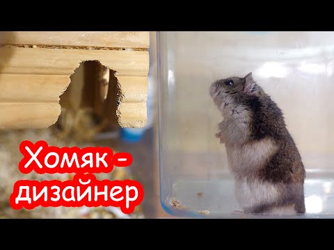 Хомяк Стёпа прогрыз себе дверь