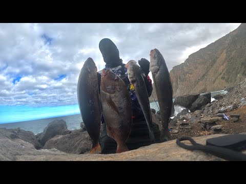 لحظة الهجوم…ضربة مفاجئة بين الصخور والموج الطعم يرقص… والمفترس لا يرحم