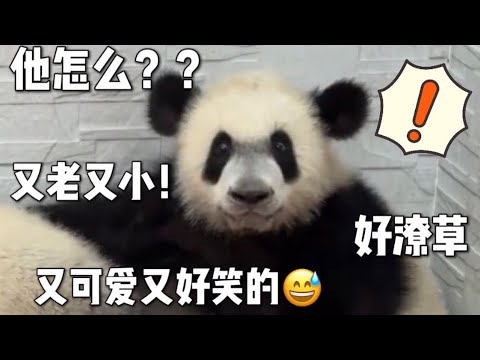 Little Old Bear’s track is too crowded. How many scrawled babies are there in the panda world?