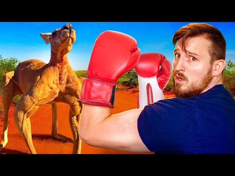 Could You Beat a Kangaroo in a Fight?