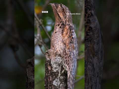 El joven uruguayo que busca el urutaú, la rara ave americana que se camufla