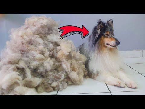 ALL HER HAIR - HUGE UNDERCOAT REMOVAL @ManWithThePaws  Deshedding Rough Collie Grooming