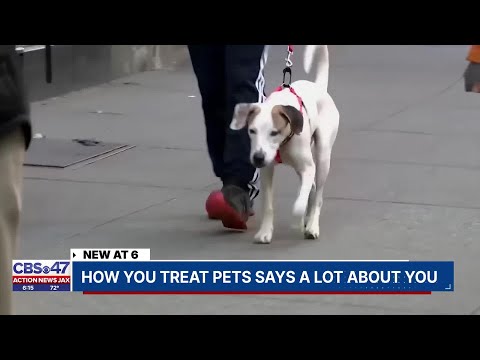 How you treat pets says a lot about you