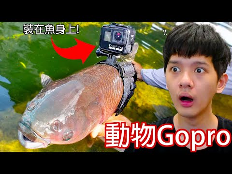 【尊】 它們是在動物身上裝「相機」拍下的神奇瞬間 ! ! 魚 : 我知道你很好奇,但是郭 ? ?【第2頻道】