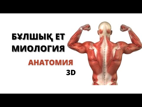 БҰЛШЫҚ ЕТ АНАТОМИЯСЫНА ЖАЛПЫ ШОЛУ | МИОЛОГИЯ