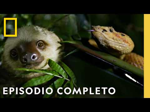Noche de Pelea en La Selva | Muerto al Amanecer | Nat Geo en Español