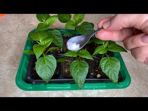 Чем подкормить рассаду перца для мощных корней: секреты успешного выращивания