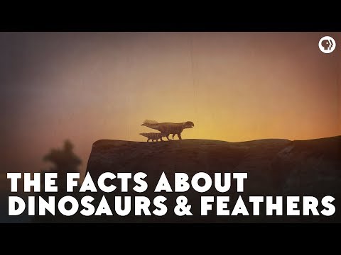 The Facts About Dinosaurs & Feathers