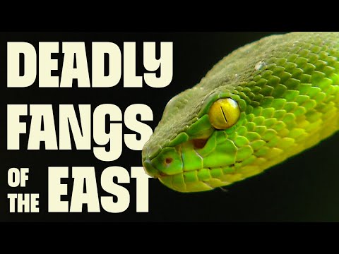 Venom Masters of Asia | FULL DOCUMENTARY | Asia's Deadliest Snakes | @UltimateNatureDocs