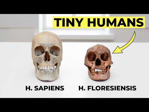 Homo Floresiensis: Extinct Human Species Or Still Alive?